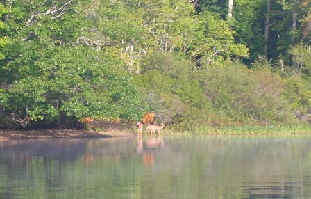 Doe with fawns on shore